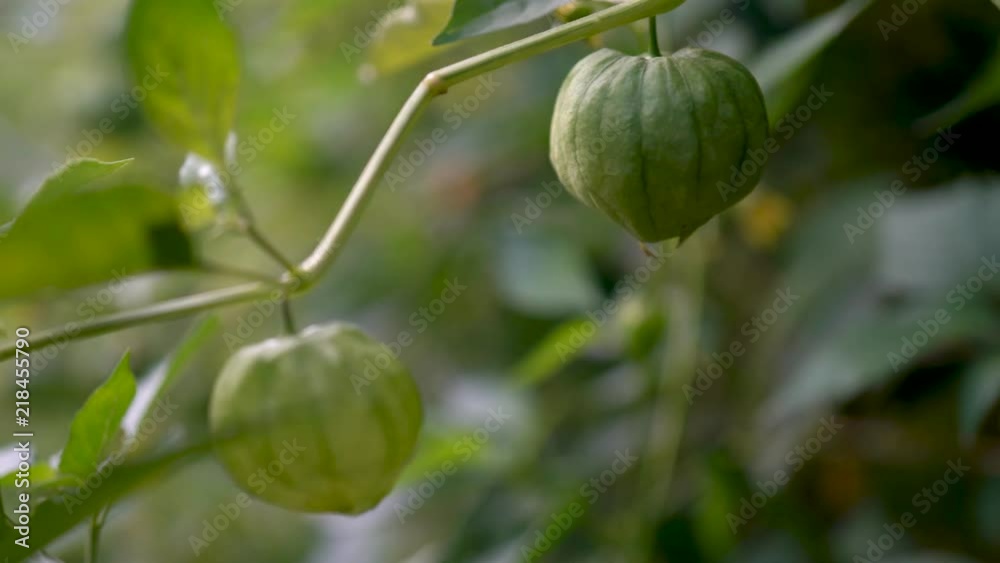 Extreme closeup of two tomatillo hanging on a plant. Extreme closeup of two tomatillo hanging on a plant.