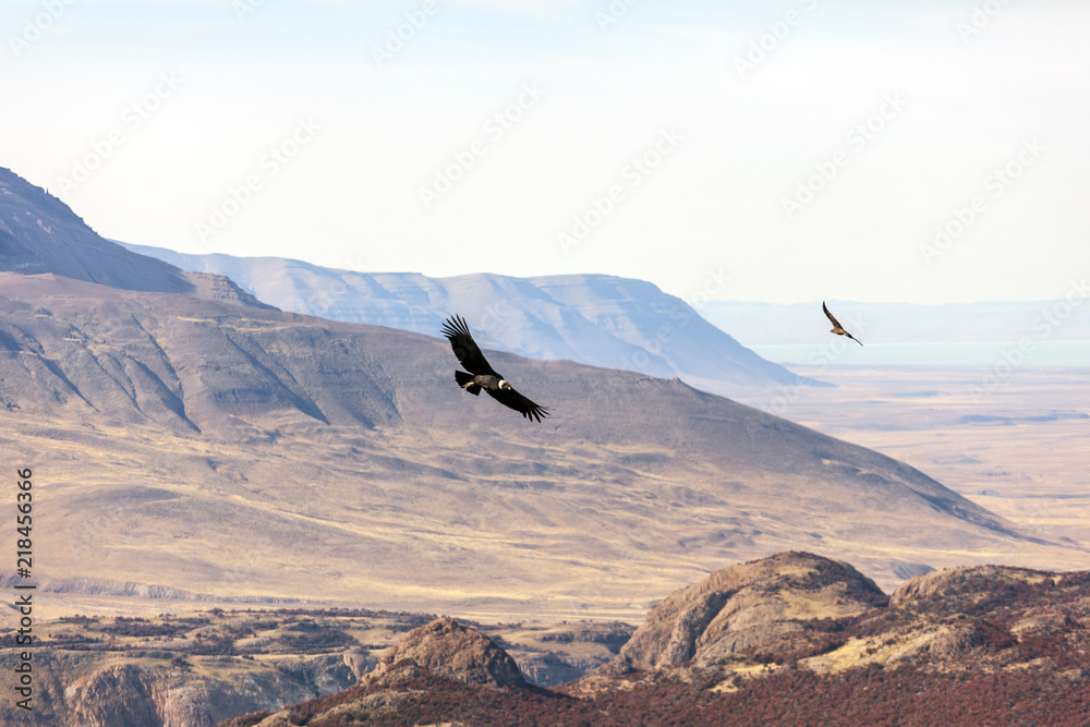 Condor Patagonie