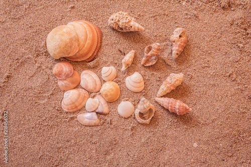 shells, seashells, marine elements on beach sand background