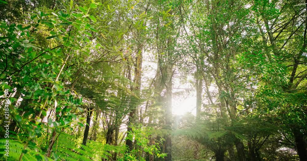 Sun Shining through forrest with Ferns and trees Sun Shining through forrest with Ferns and trees