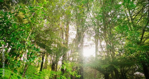 Wallpaper Mural Sun Shining through forrest with Ferns and trees Torontodigital.ca