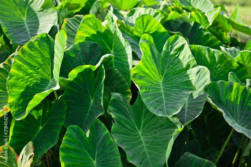 Giant Taro.Giant Taro,Alocasia Indica Green bushes, biennial plants, water weeds that occur in wet tropical areas. Big green leaf Used as a feed.