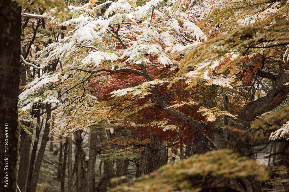 Forêt Patagonie