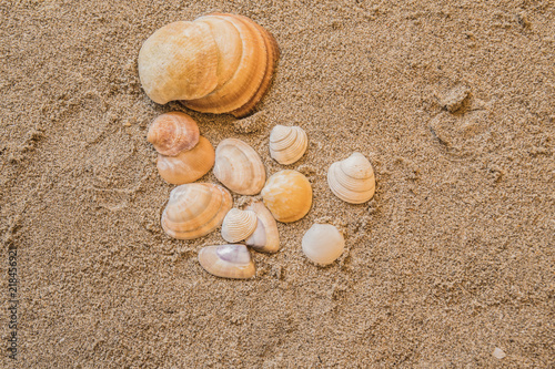 shells, seashells, marine elements on beach sand background