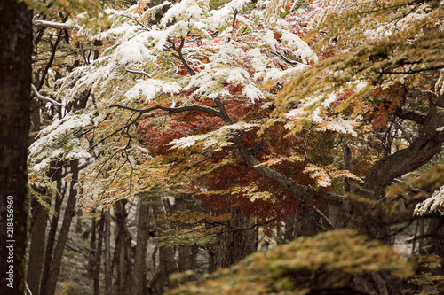 Obraz na płótnie Forêt Patagonie w salonie