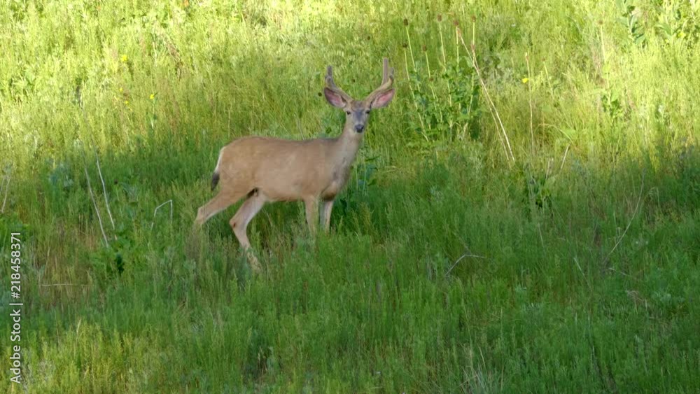 Young buck deer walking cautiously downhill in the grass Young buck deer walking cautiously downhill in the grass