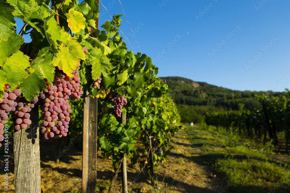 vineyard red grapes