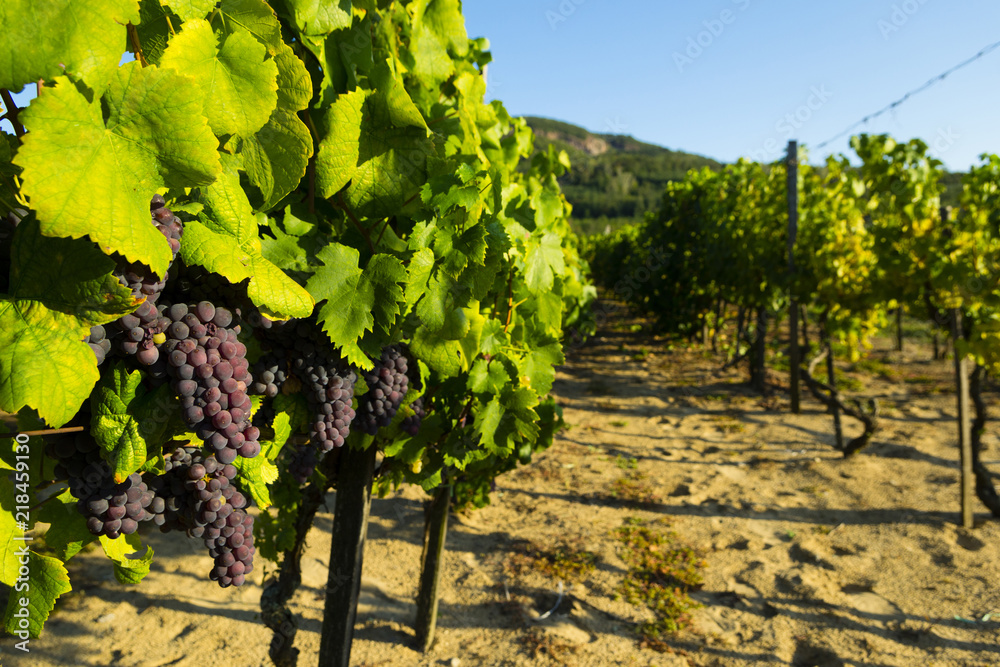 Fototapeta premium vineyard red grapes