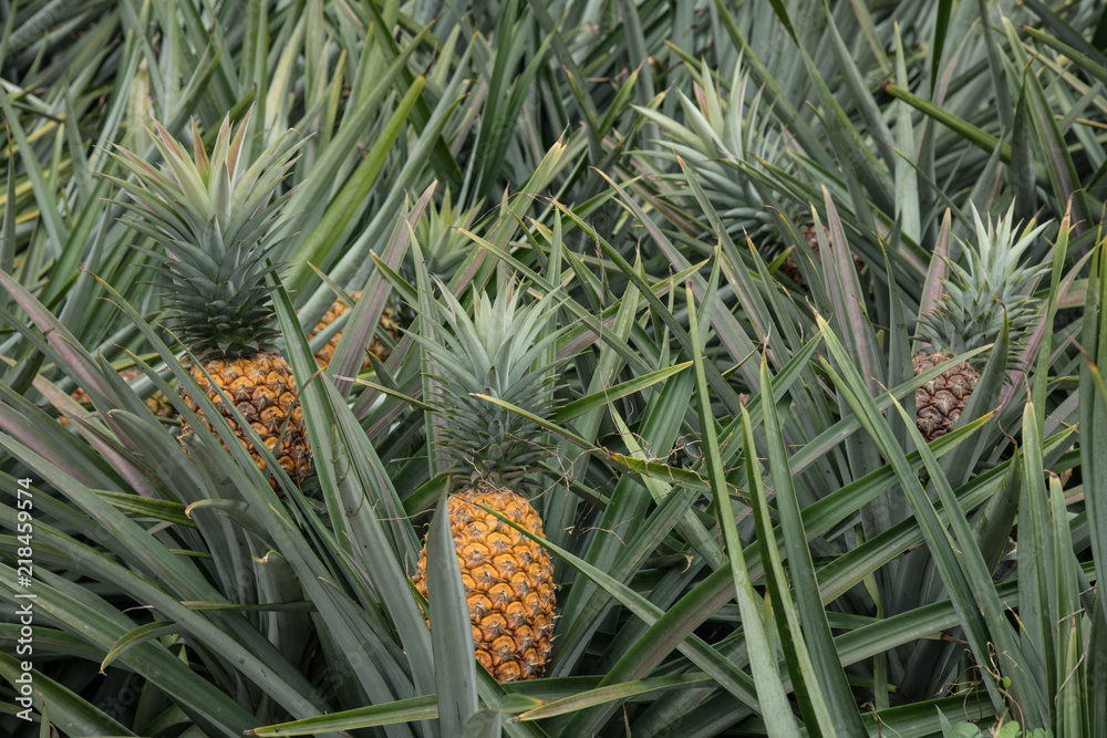 Pineapple tropical fruit in a farm at Sriracha City , Chonburi Province ,Thailand Pineapple tropical fruit in a farm at Sriracha City , Chonburi Province ,Thailand