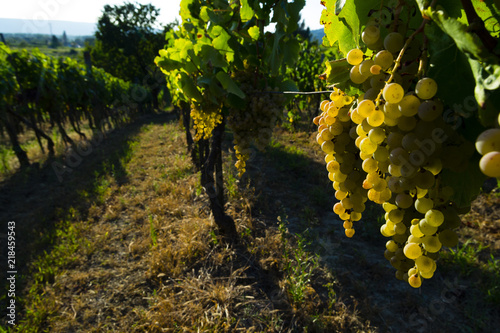 vineyard white grapes