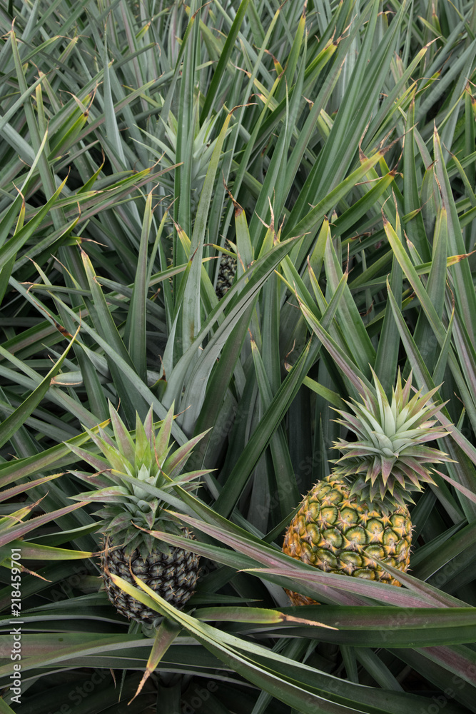 Obraz premium Pineapple tropical fruit in a farm at Sriracha City , Chonburi Province ,Thailand