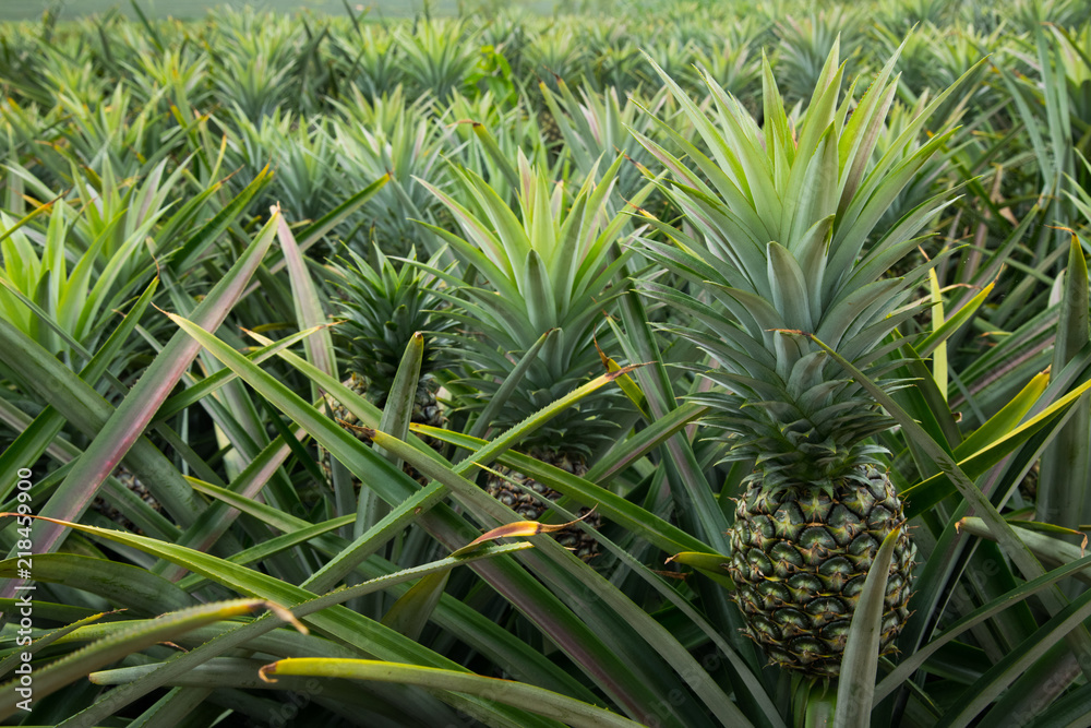 Pineapple tropical fruit in a farm at Sriracha City , Chonburi Province ,Thailand Pineapple tropical fruit in a farm at Sriracha City , Chonburi Province ,Thailand
