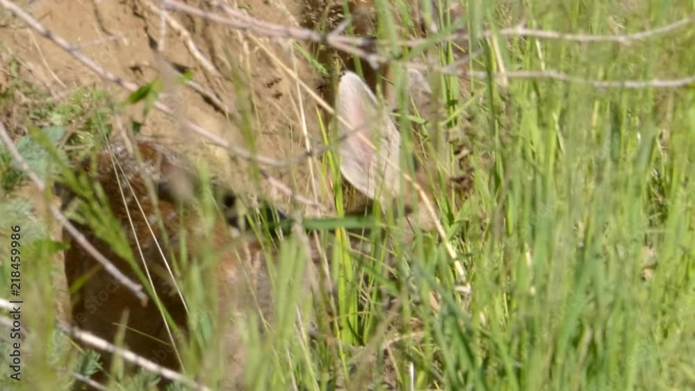 Close up of two baby fawn deer in tall grass having fun Close up of two baby fawn deer in tall grass having fun