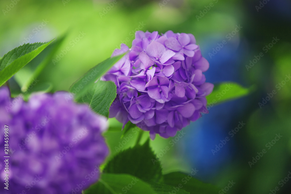 a bush of hydrangeas. beautiful floral background. a bush of hydrangeas. beautiful floral background.