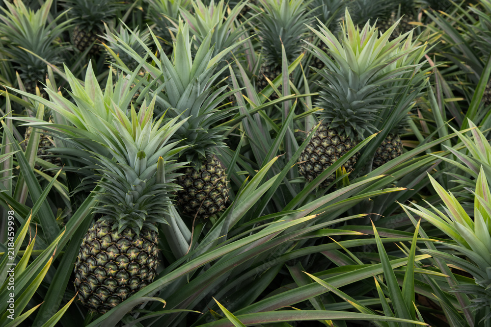 Obraz premium Pineapple tropical fruit in a farm at Sriracha City , Chonburi Province ,Thailand