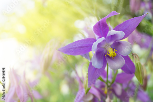 beautiful violet flower aquilegia on a blurred background in sunlight. toned photo