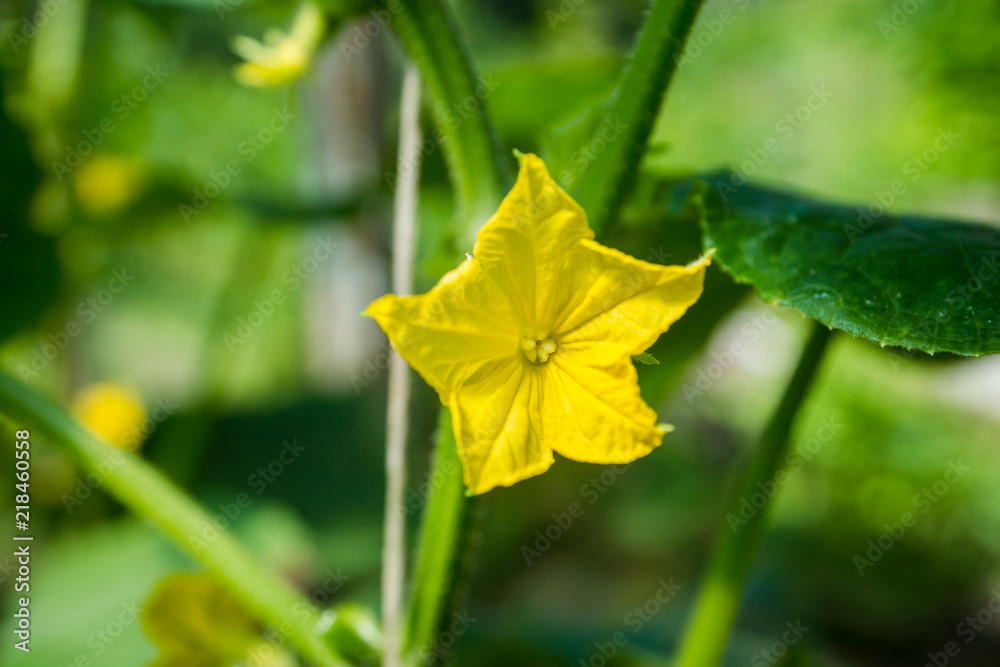 Blooming cucumber plant in the garden. Shallow depth of field. Blooming cucumber plant in the garden. Shallow depth of field.