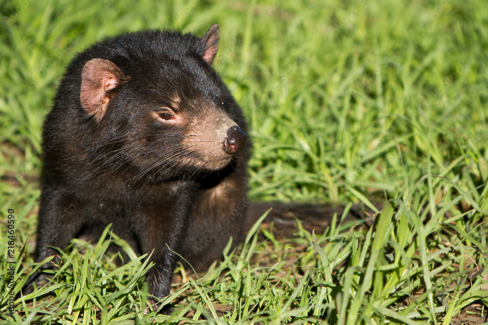 Tasmanian Devil in Afternoon Sun Tasmanian Devil in Afternoon Sun