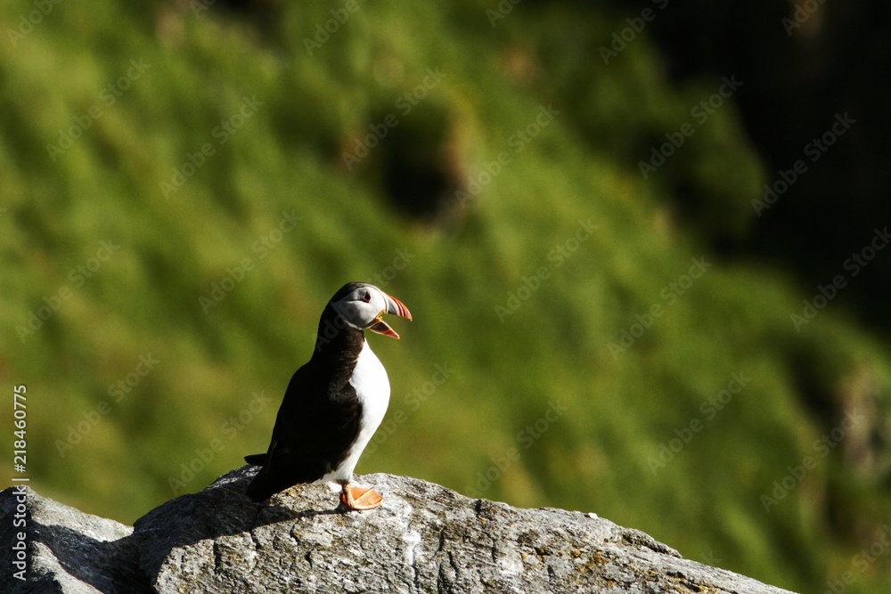 Obraz premium Atlantic Puffin sitting on cliff, bird in nesting colony, arctic black and white cute bird with colouful beak, bird on rock in front of blue sea background, Runde, Norway