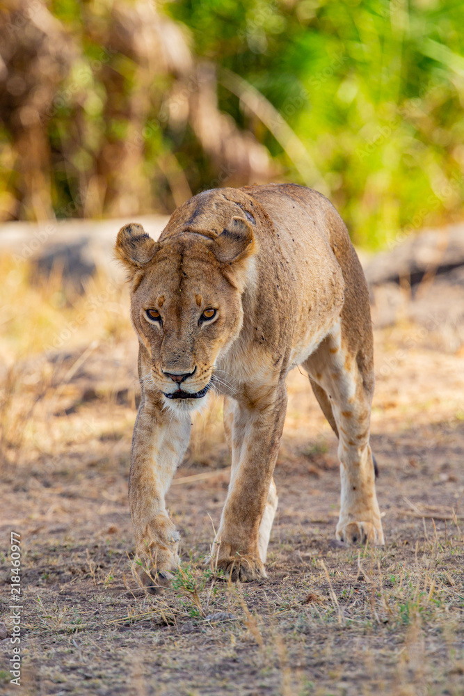 Naklejka premium Dangrous looking lion walking towards the camera