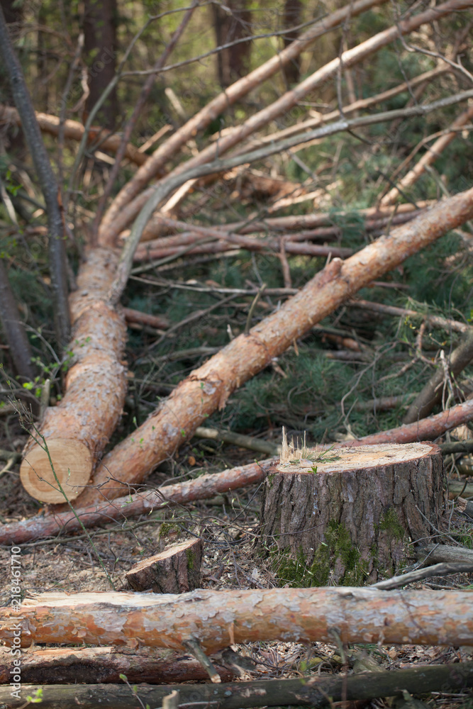 trunks of felled coniferous trees. trunks of felled coniferous trees.