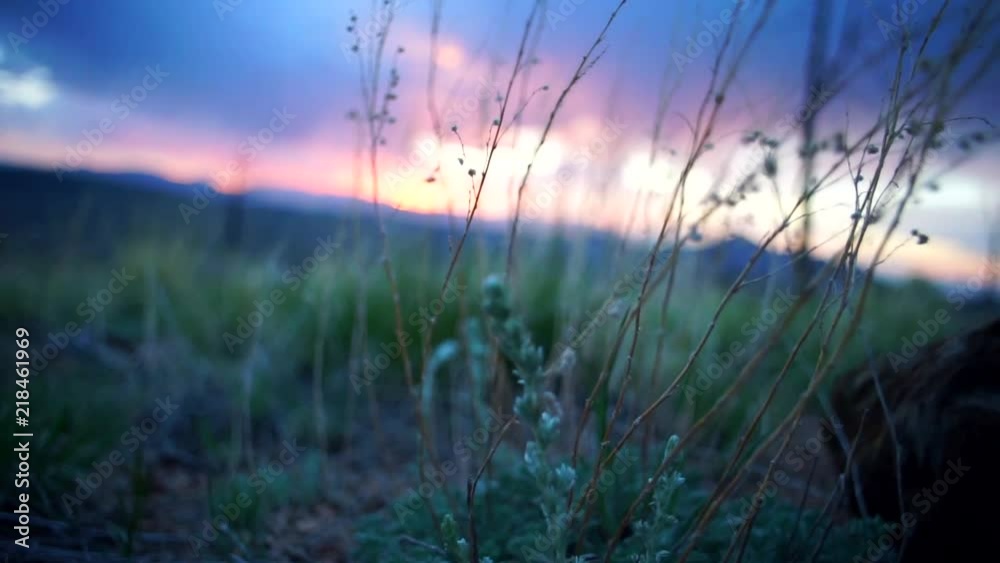 Dry Grass Blowing in Wind During Sunset Dry Grass Blowing in Wind During Sunset