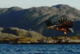 White-tailed eagle in flight, eagle with a fish which has been just plucked from the water, Scotland ,Haliaeetus albicilla, eagle with a fish flies over a sea, majestic sea eagle