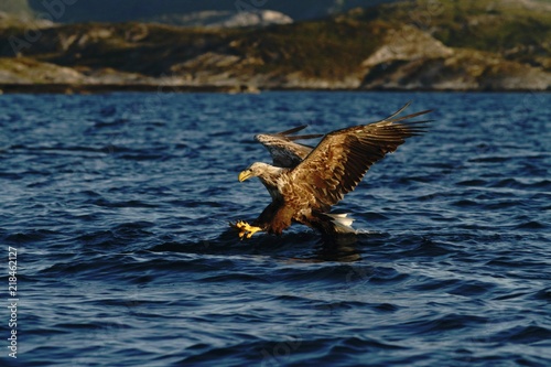 White-tailed eagle in flight before attack, hunting eagle trying to catch fish Norwegian fjord, Haliaeetus albicilla, majestic sea eagle, blue sea in background, bird in natural enviroment in Norway © Ji