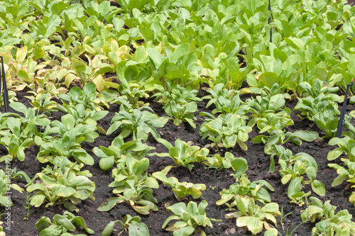 row of lettuce salad in the vegetable garden