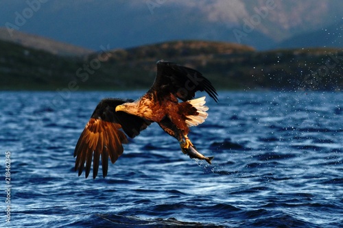 White-tailed eagle in flight a fish which it has just plucked from the waters of a deep Norwegian fjord,Haliaeetus albicilla, eagle with a fish flies over a Norwegian Fjord, majestic sea eagle photo