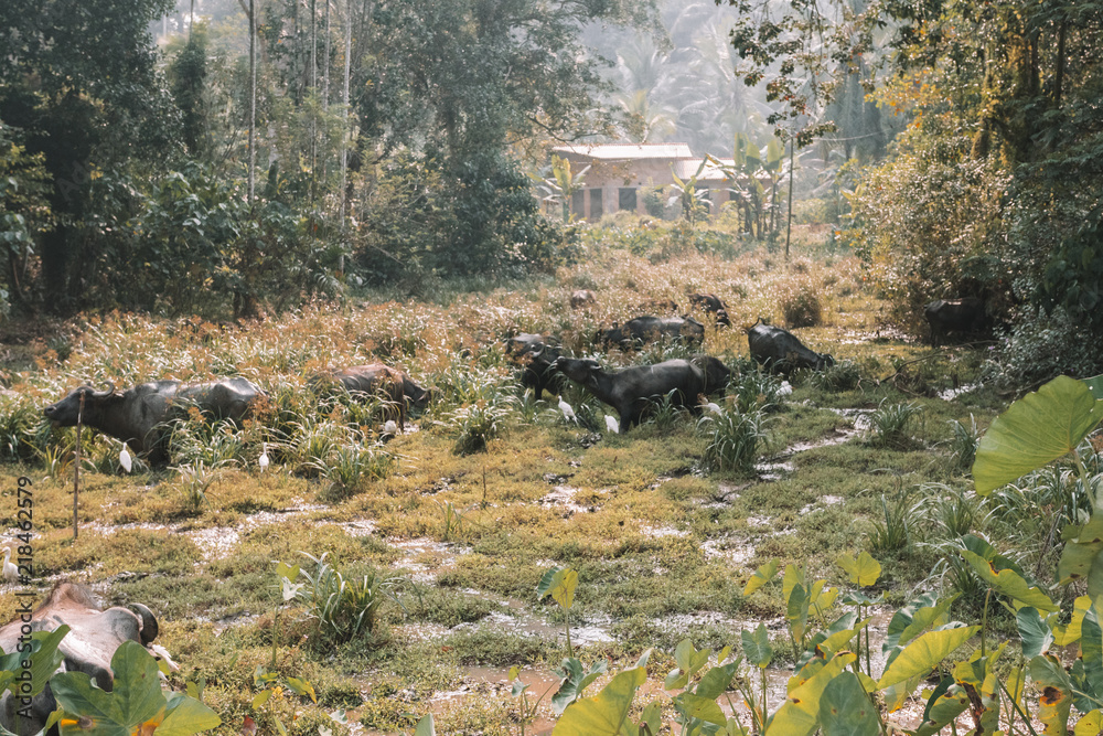 herd of water buffalo by a farmer in asia herd of water buffalo by a farmer in asia