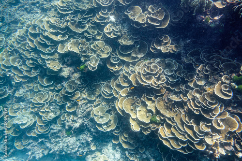 Beautiful coral reef garden in similan island