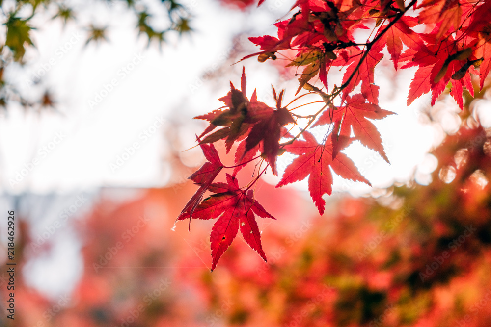 Red Maple leaves in corridor garden with blurred sunlight Red Maple leaves in corridor garden with blurred sunlight