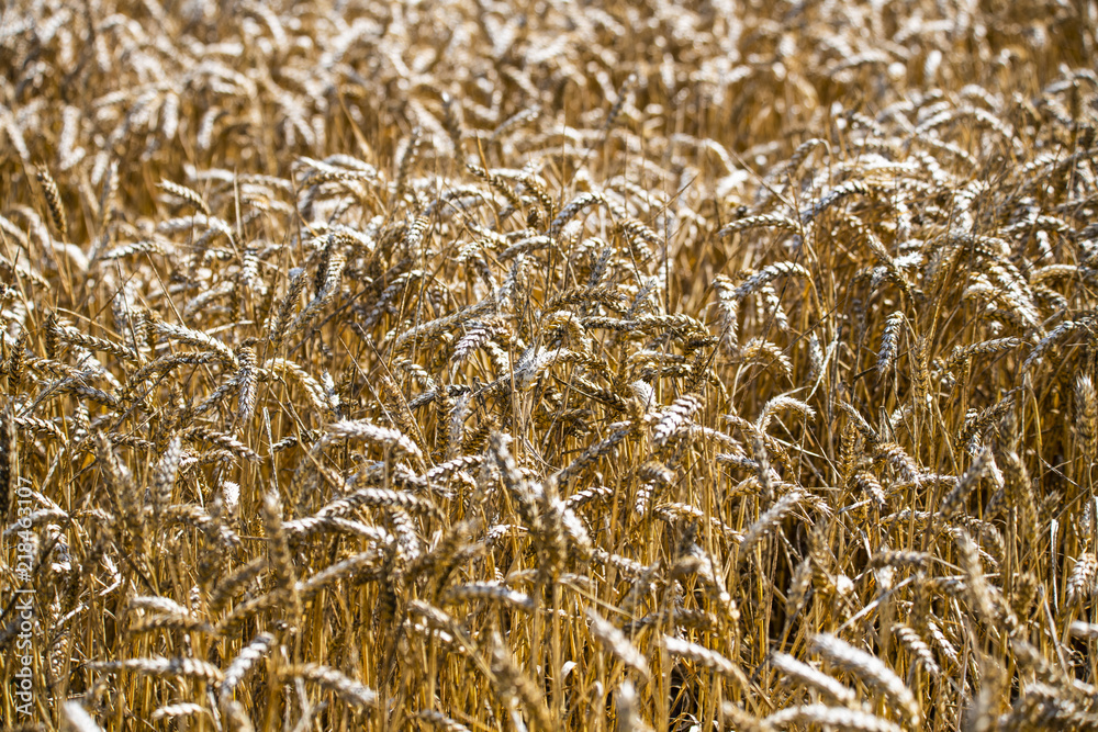 Golden grain crop ready to be harvested in Combe Valley, East Sussex, England Golden grain crop ready to be harvested in Combe Valley, East Sussex, England