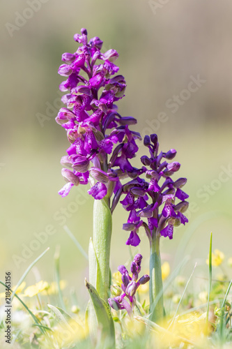 Orchis bouffon (Anacamptis morio)