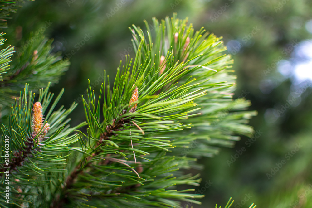 alpine pine alpine pine