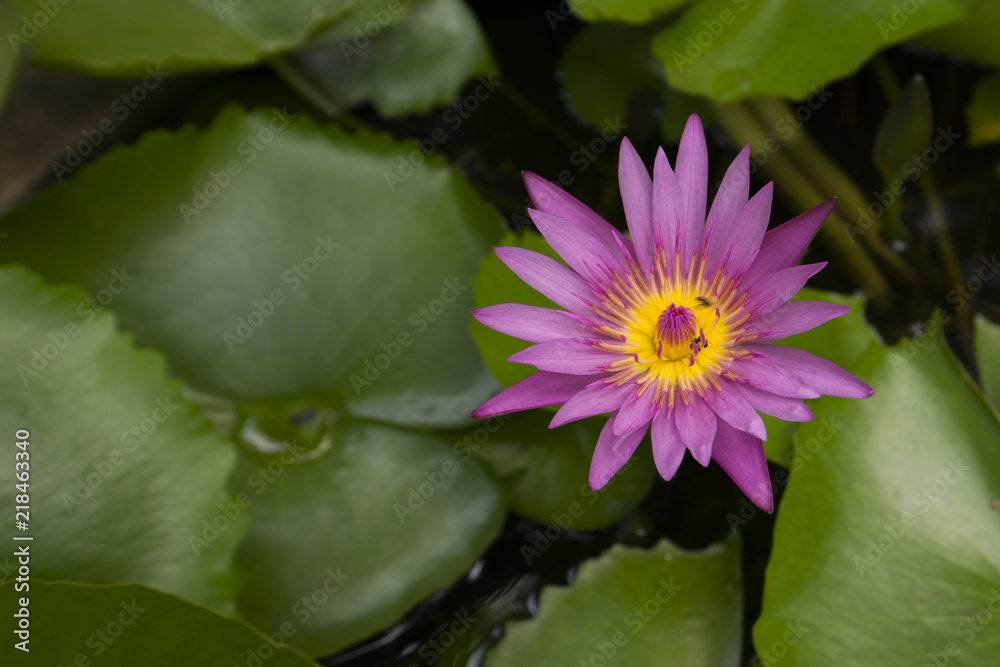 water lily lotus flower and leaves water lily lotus flower and leaves