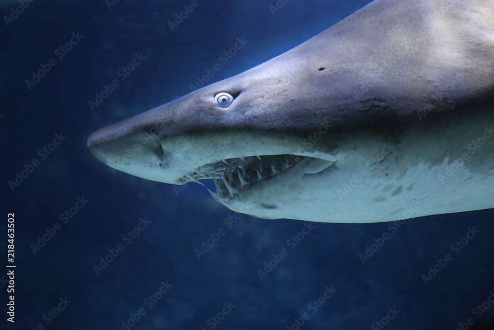 Naklejka premium 鮫