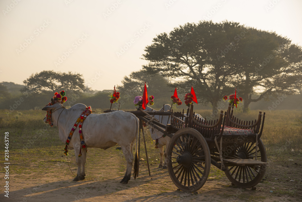  An ox cart on dusty road at in Bagan, Myanmar, Sunrise, Sunset