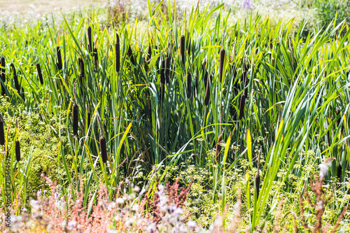 Reed Mace or Bulrush beds at Crowhurst Lake, East Sussex, England photo