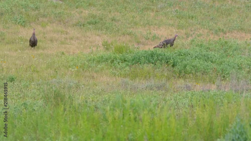 Two mother turkeys grazing and walking in green grass Two mother turkeys grazing and walking in green grass
