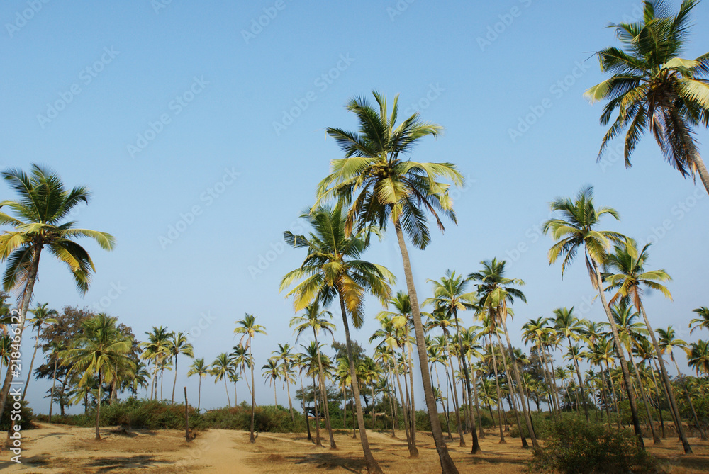 palm trees grow on the sand against the blue sky