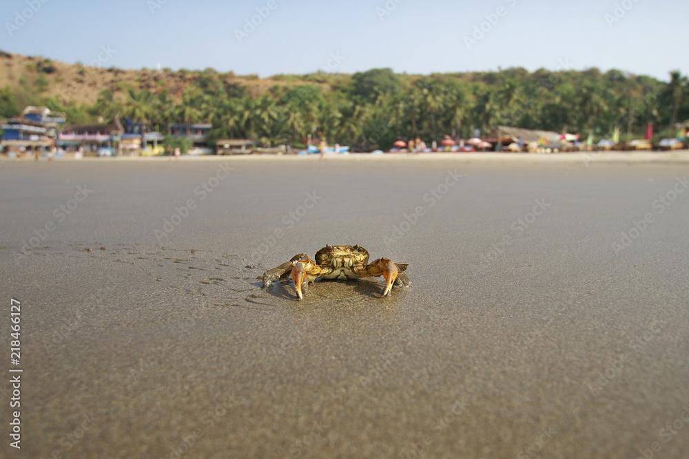 Obraz premium crab on a sandy beach in India