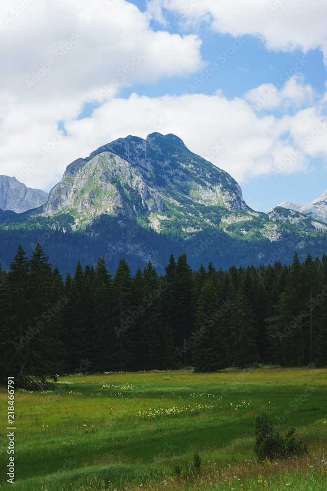 Magical views of the dense green forest and meadow in the Durmitor National Park. 