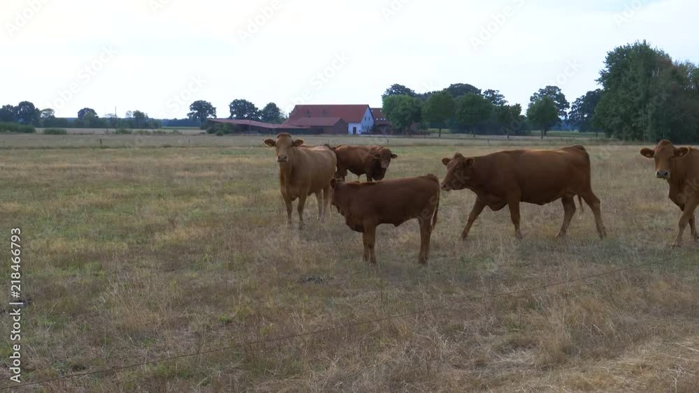 6 German red cattle cows in the pasture 6 German red cattle cows in the pasture