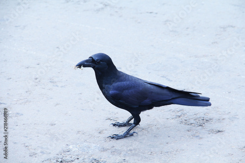 crow standing on floor