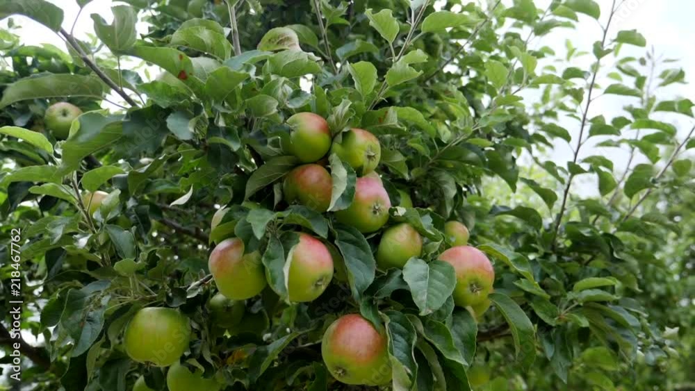Panning around large bunches of apples growing on apple tree Panning around large bunches of apples growing on apple tree