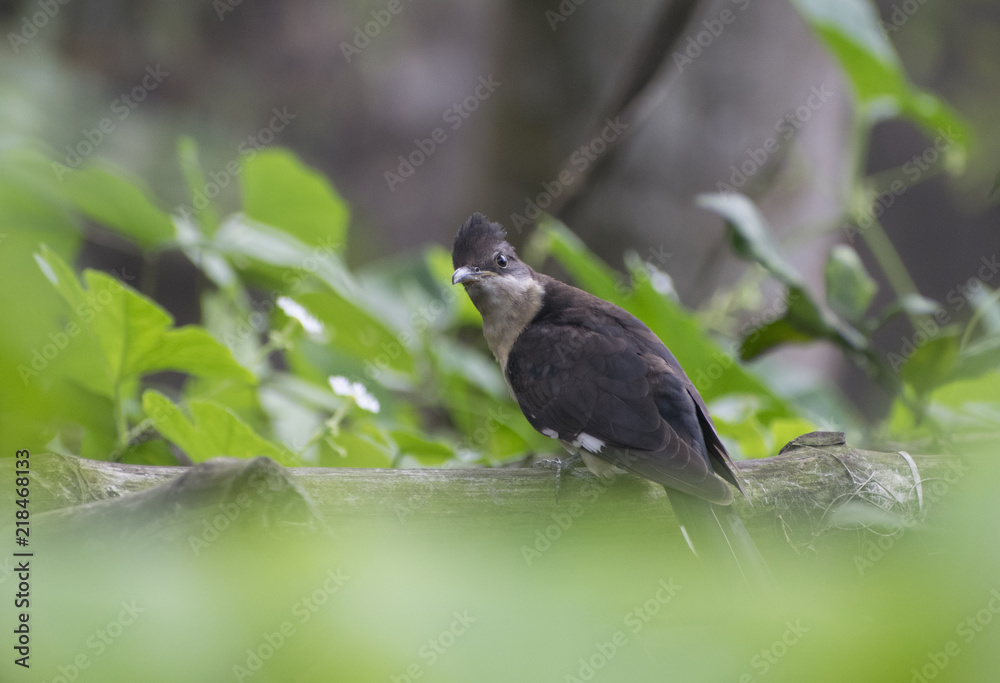 pied cuckoo perched on branch grassland black and white in color pied cuckoo perched on branch grassland black and white in color