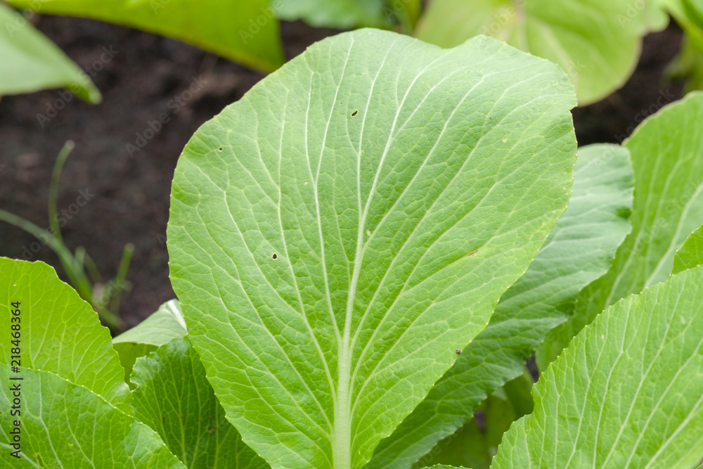 row of lettuce salad in the vegetable garden row of lettuce salad in the vegetable garden
