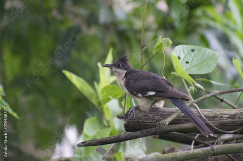 pied cuckoo perched on branch grassland black and white in color